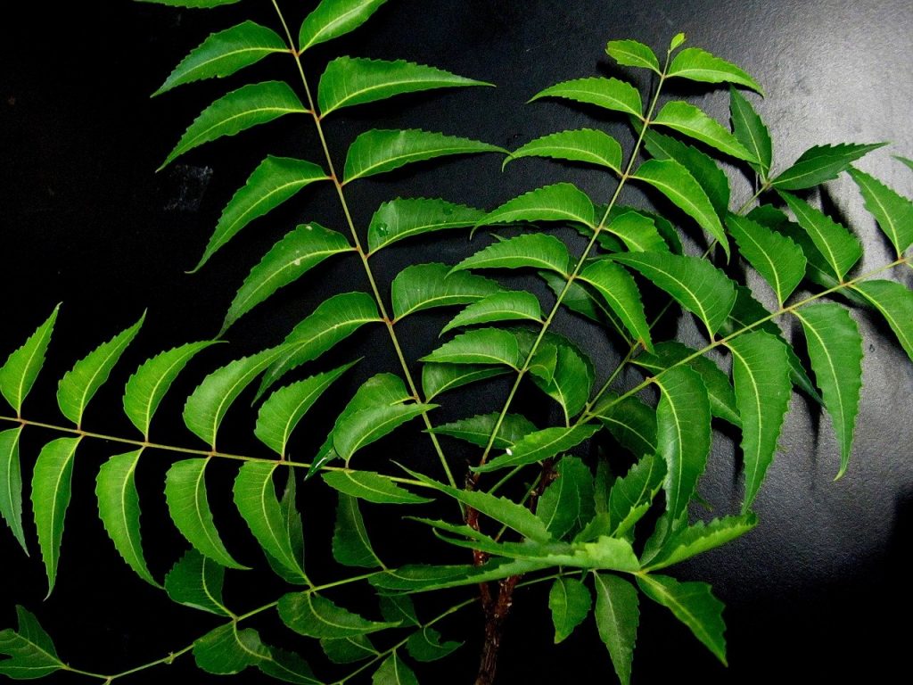 Neem leaves for pimples