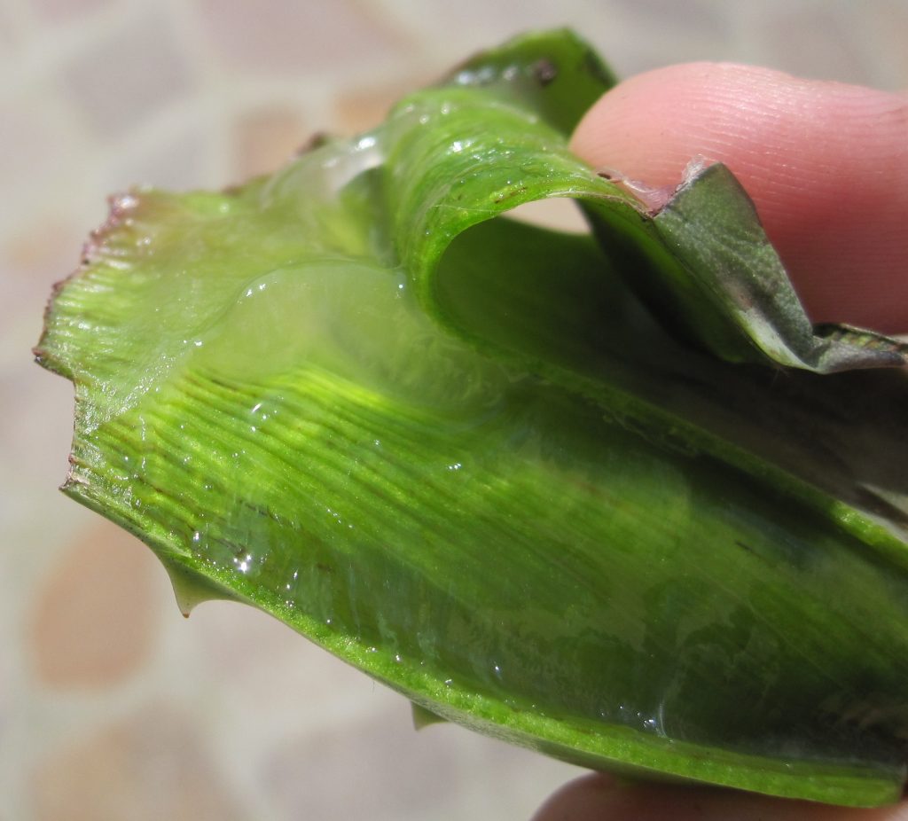 aloe vera gel and bitter leaf