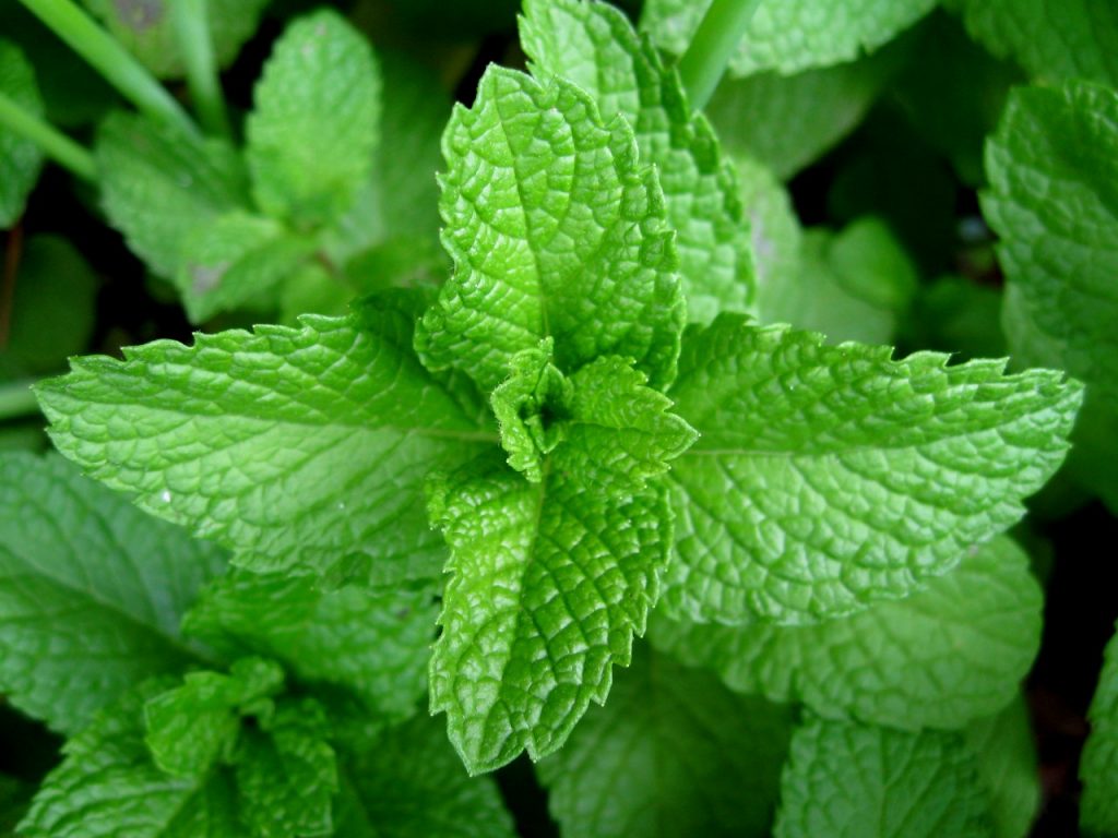 Mint leaves for acne scars and pores