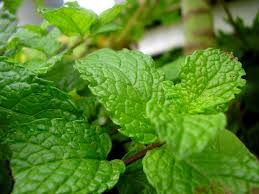 homemade mint face pack for glowing skin
