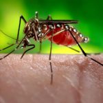 Get rid of mosquito bites naturally at home