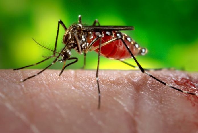 Get rid of mosquito bites naturally at home