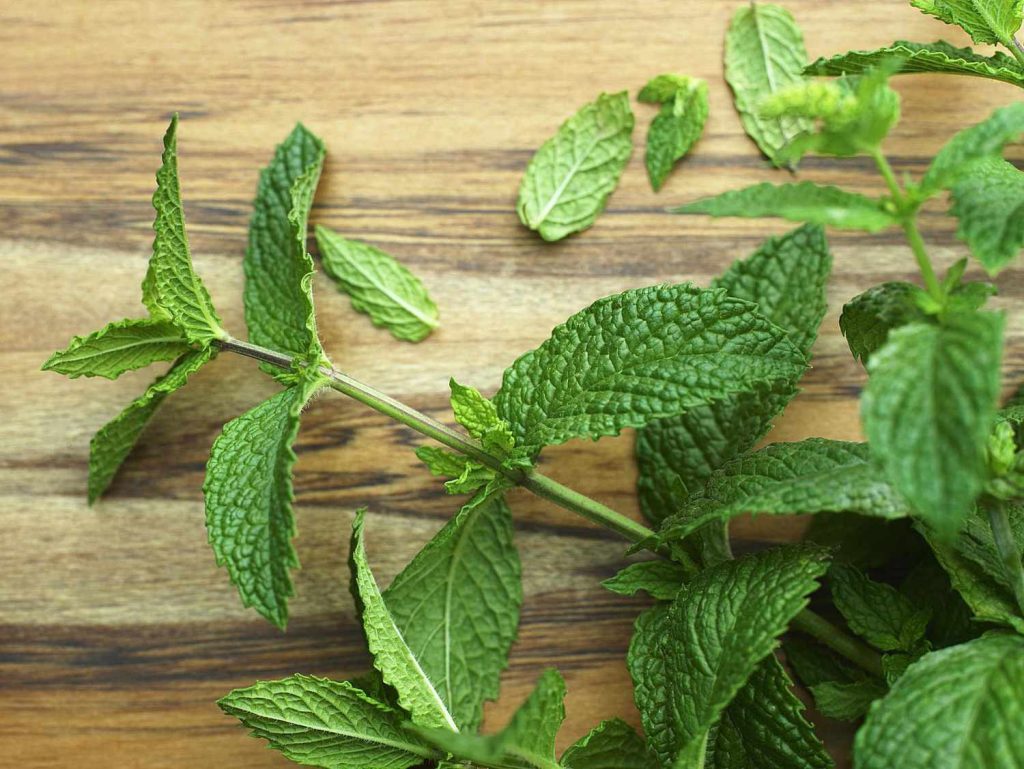 Mint leaves are antimicrobial, anti-fungal, and anti-bacterial and contain antioxidants that effectively reduce acne breakout. This also helps in reducing acne scars.