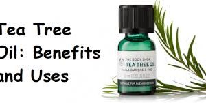 Everything about tea tree oil