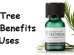 Everything about tea tree oil